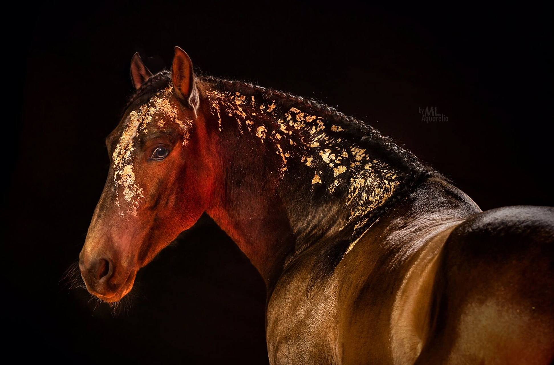 989898 关于马的动物摄影作品欣赏 【中极分享·关于马的动物