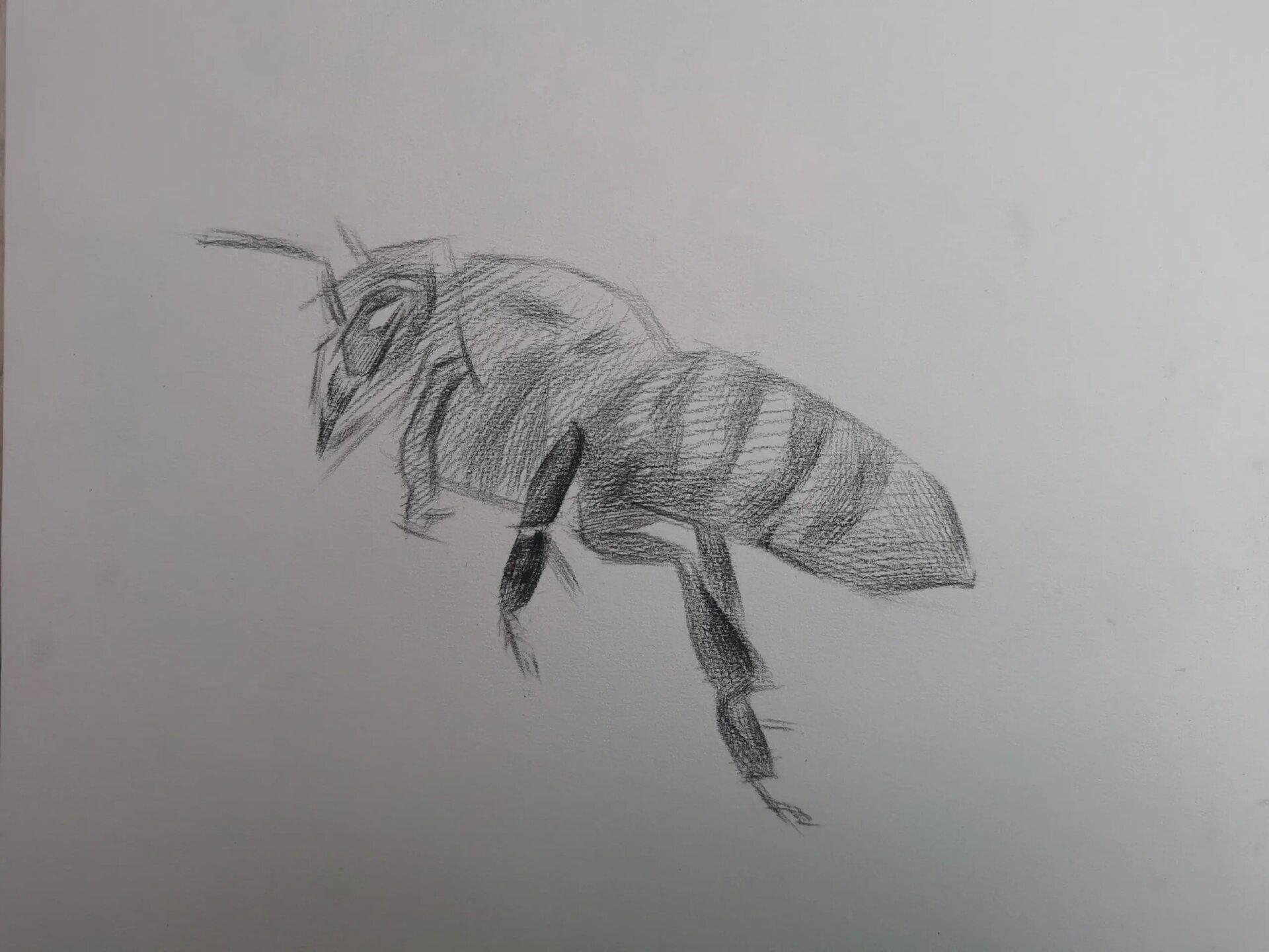 素描蜜蜂步骤过程 第一步,轮廓要具体准确 第二步,颜色要区分,明暗要