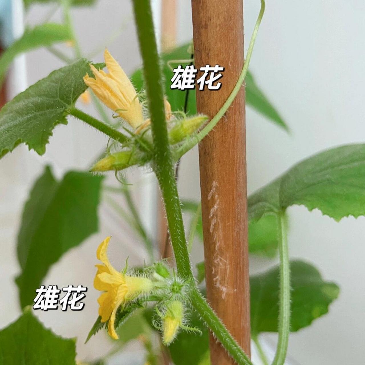 雄蕊和雌蕊图片