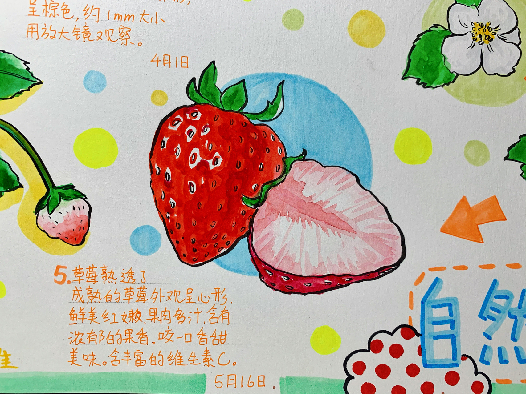 草莓手抄报简单又漂亮图片