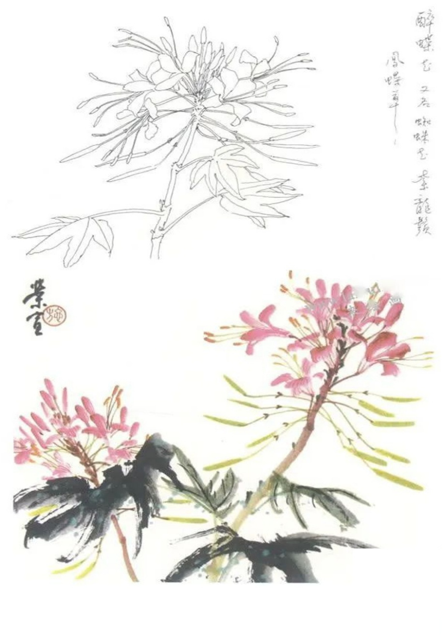 【收藏】国画,醉蝶花的画法步骤(名篇金榜)[网页链接]