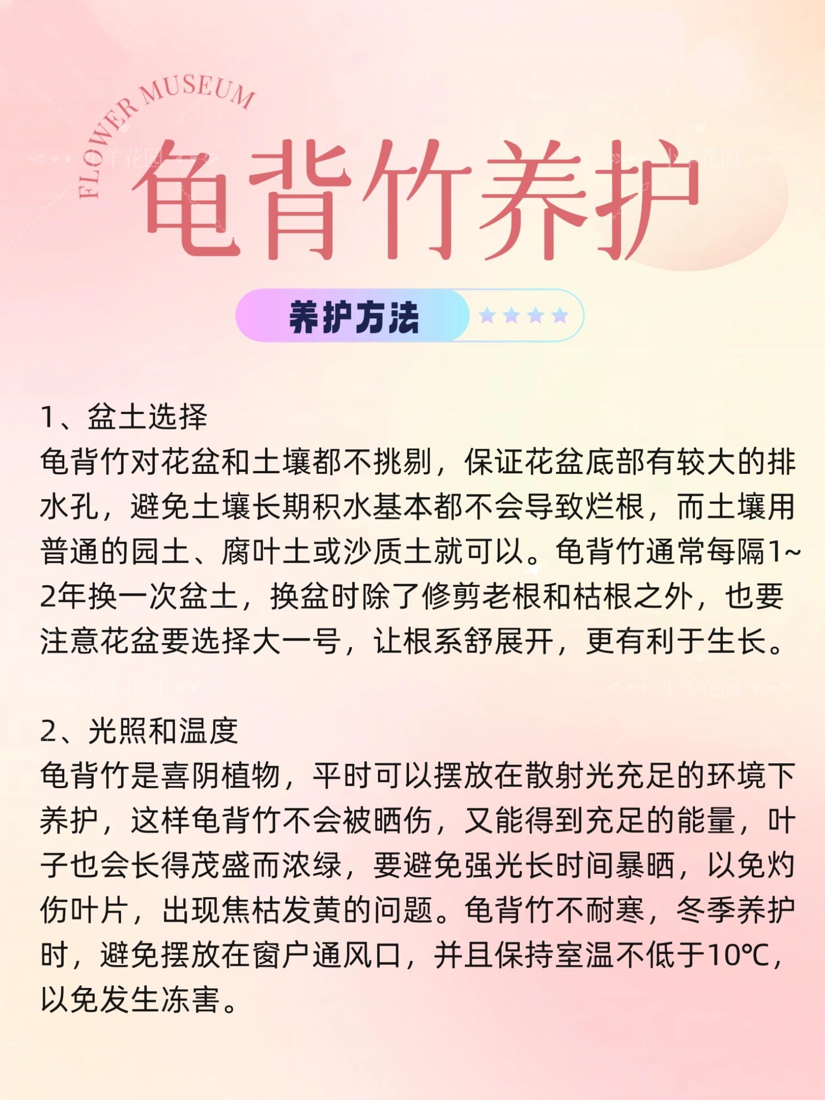每天花植养护分享丨龟背竹