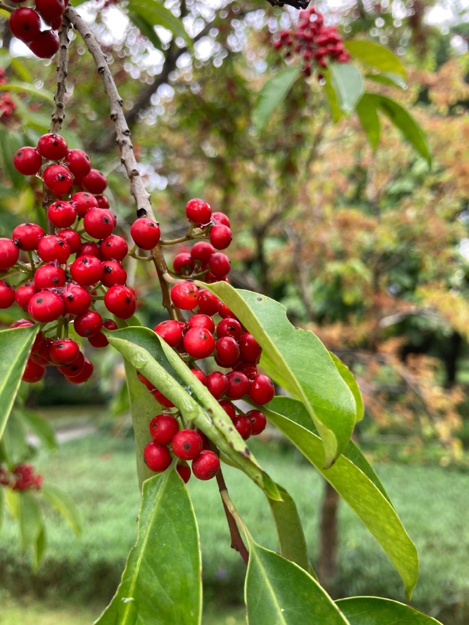 深秋时节,铁冬青火红色的果实缀满了枝条,放眼望去满树嫣红,好似