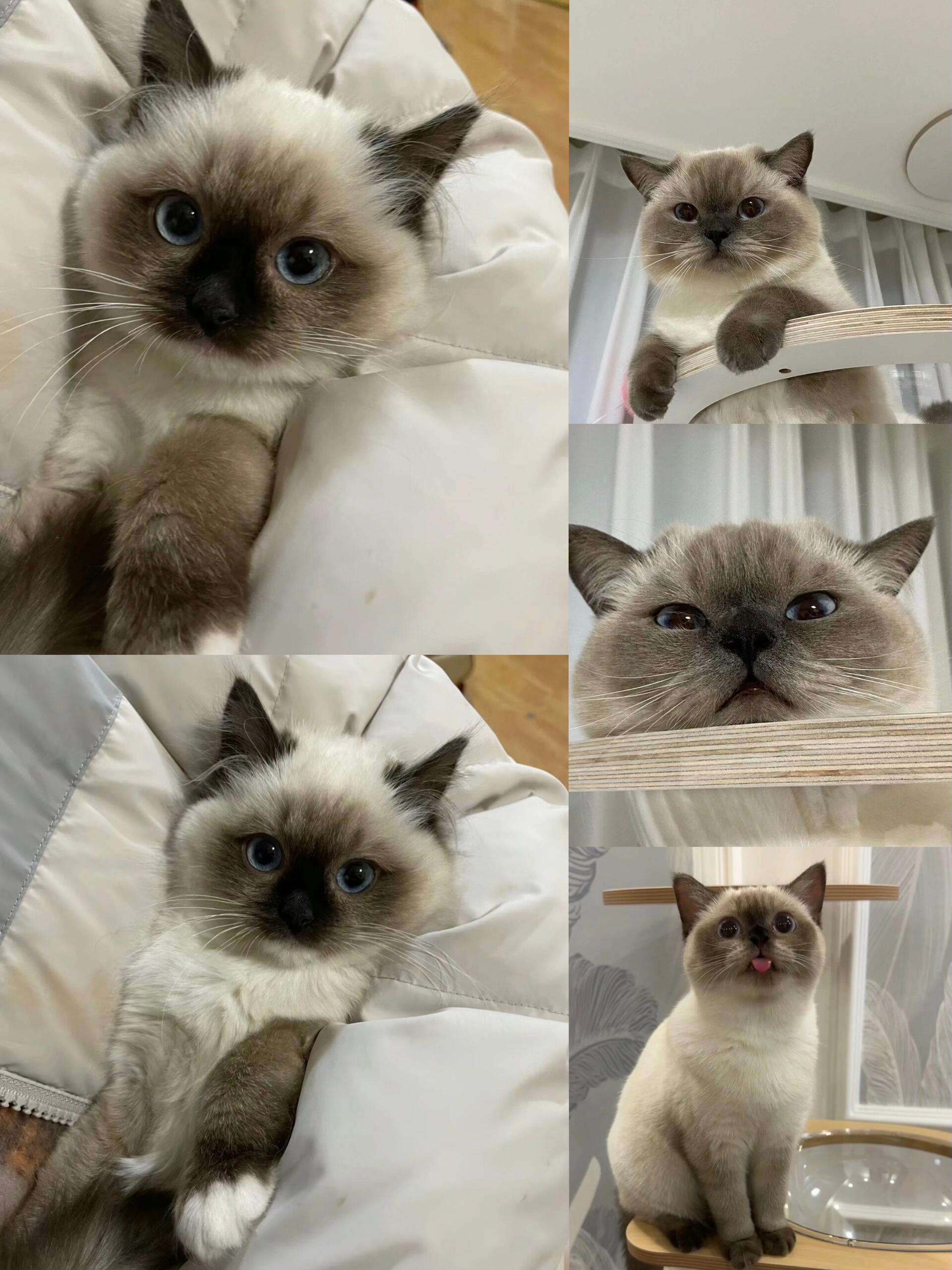 暹罗猫800一只(上海)蹲姐姐 一窝漂亮的猫咪,两个多月,包纯种健康