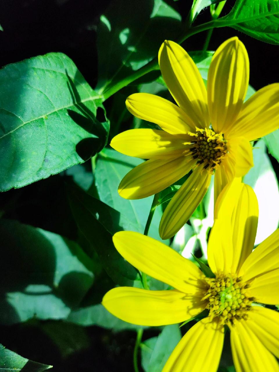 路边的金黄花可都认识? 拍几张乡村黄花,供大家分辨认识一下!