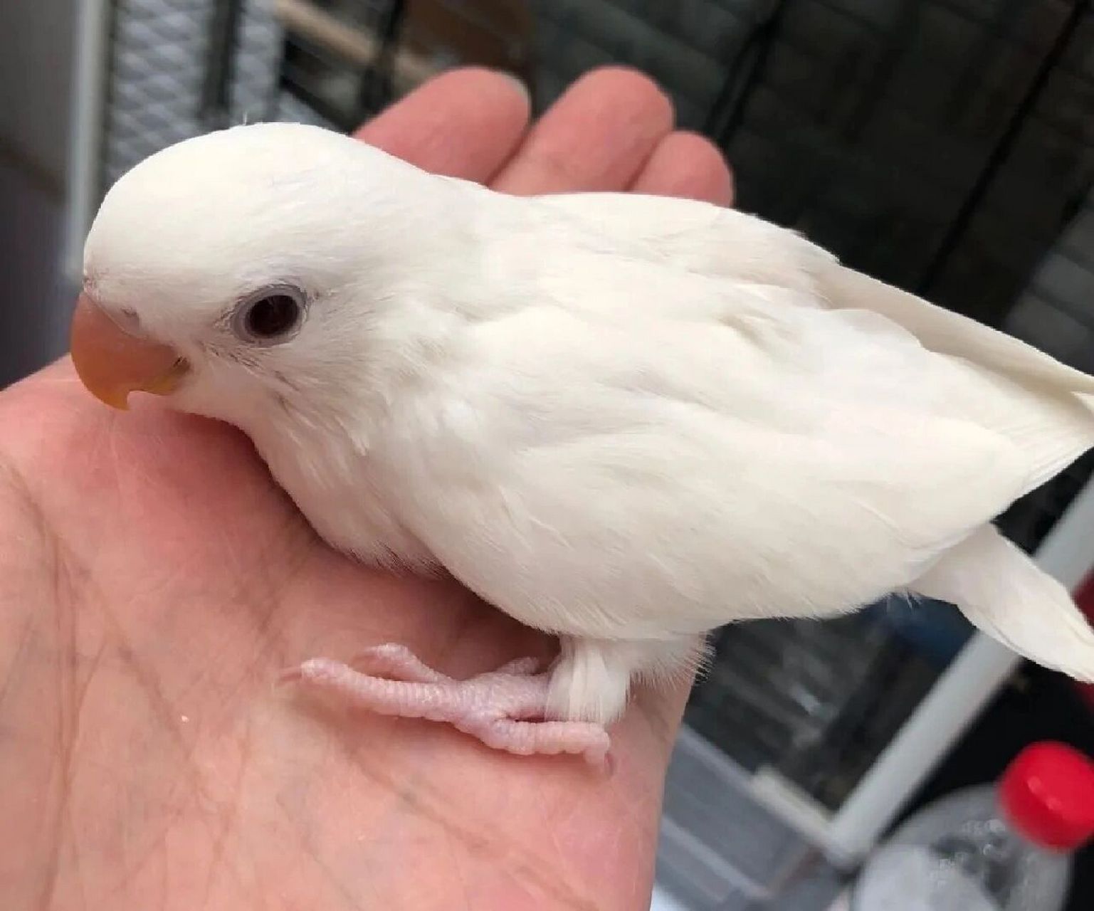 桃面牡丹鹦鹉品种-白桃,白闪 今日的介绍的是 "白桃"牡丹鹦鹉,白面