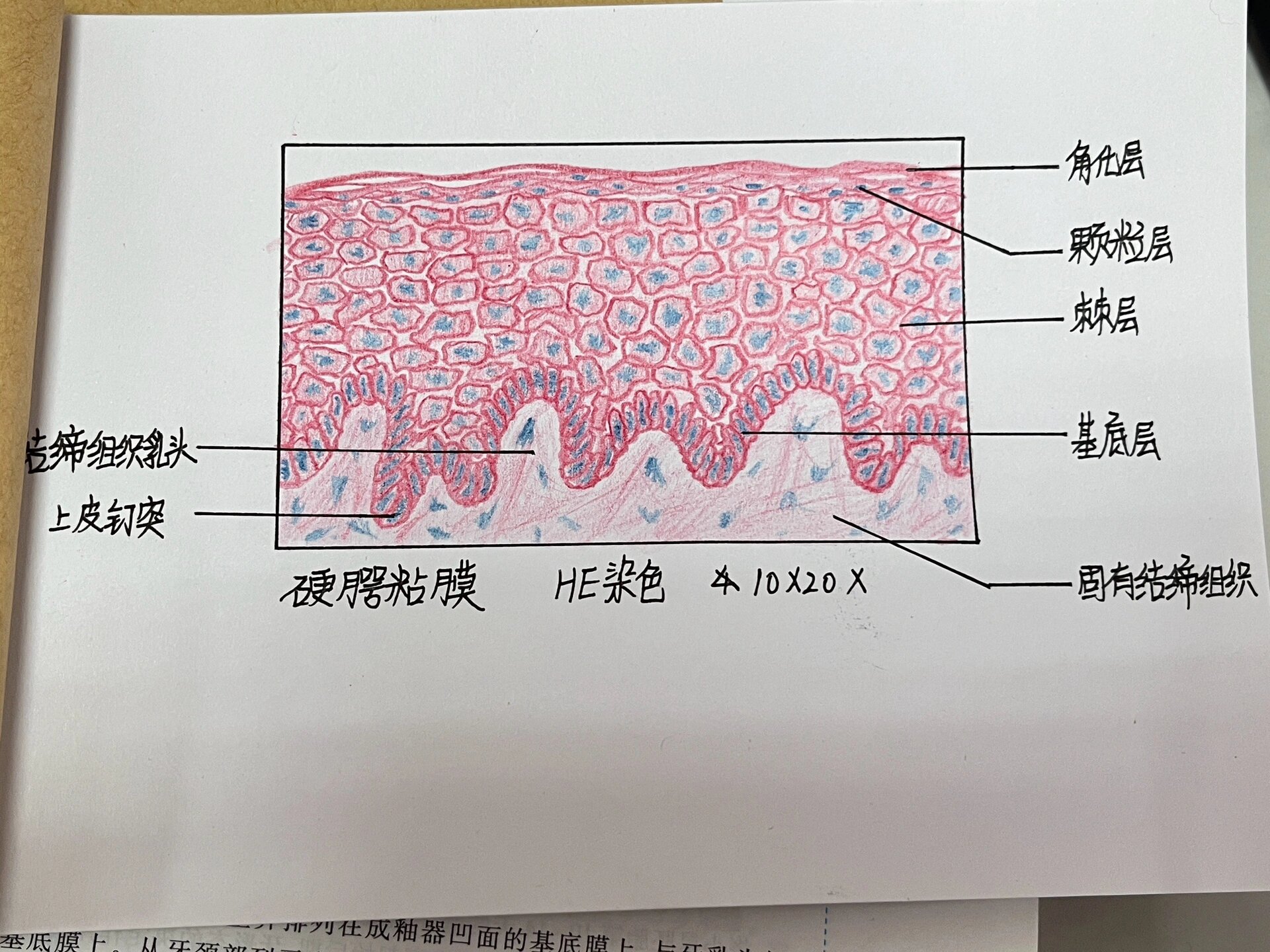 病理切片绘图图片