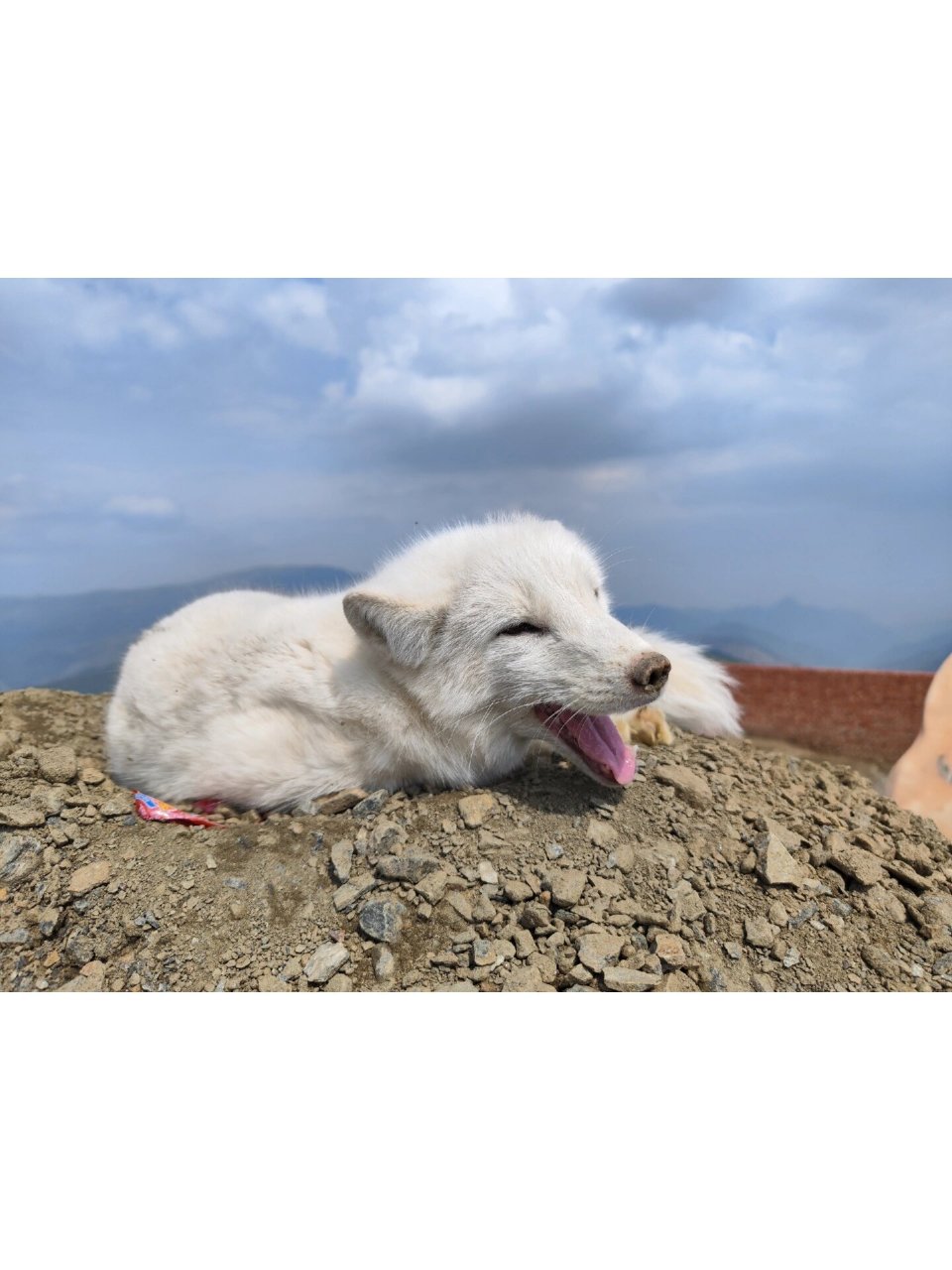 五台山偶遇灵狐 登东台看日出 遇到一只可爱小白狐