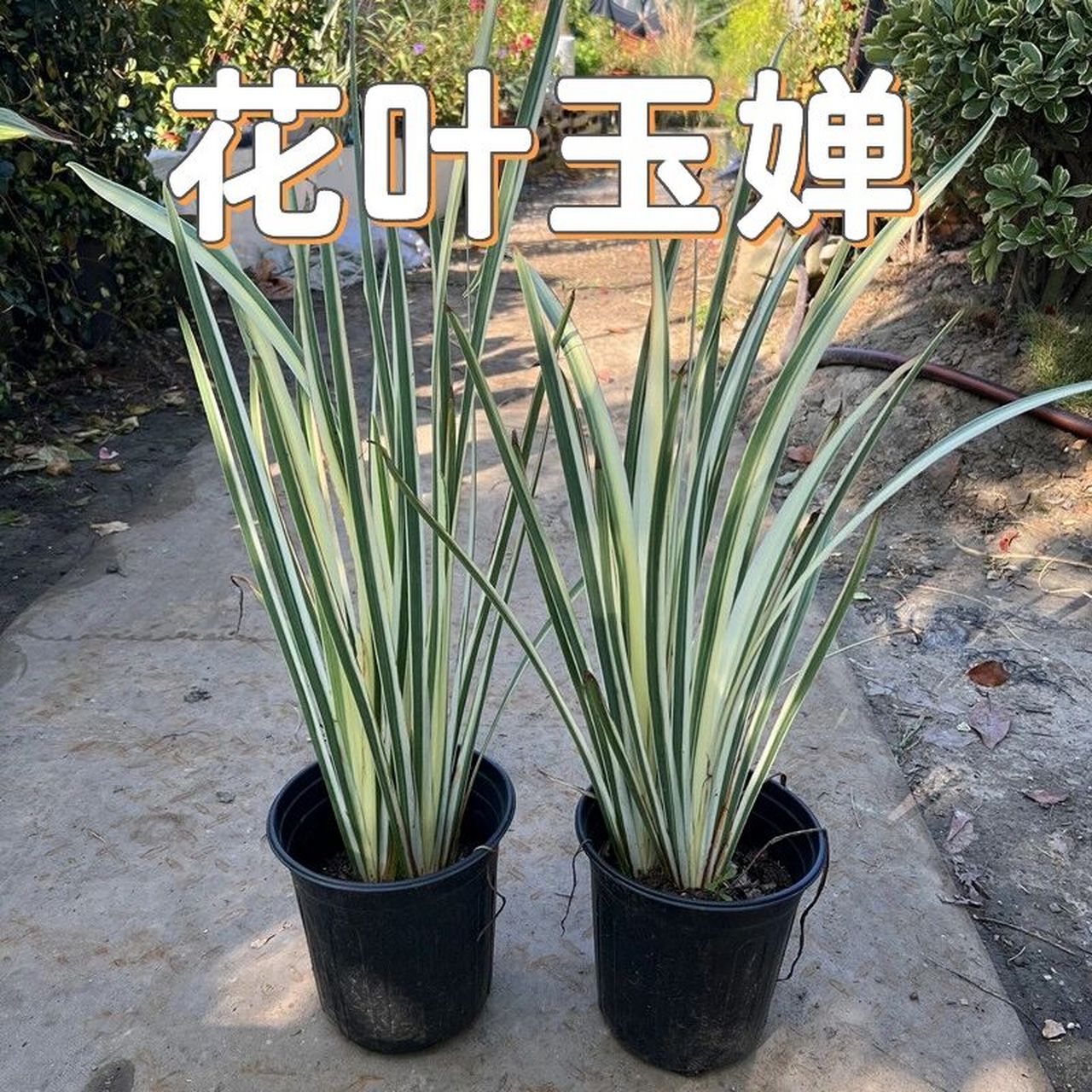 花境植物第121弹——花叶玉婵 花叶玉婵也叫银边玉蝉花.