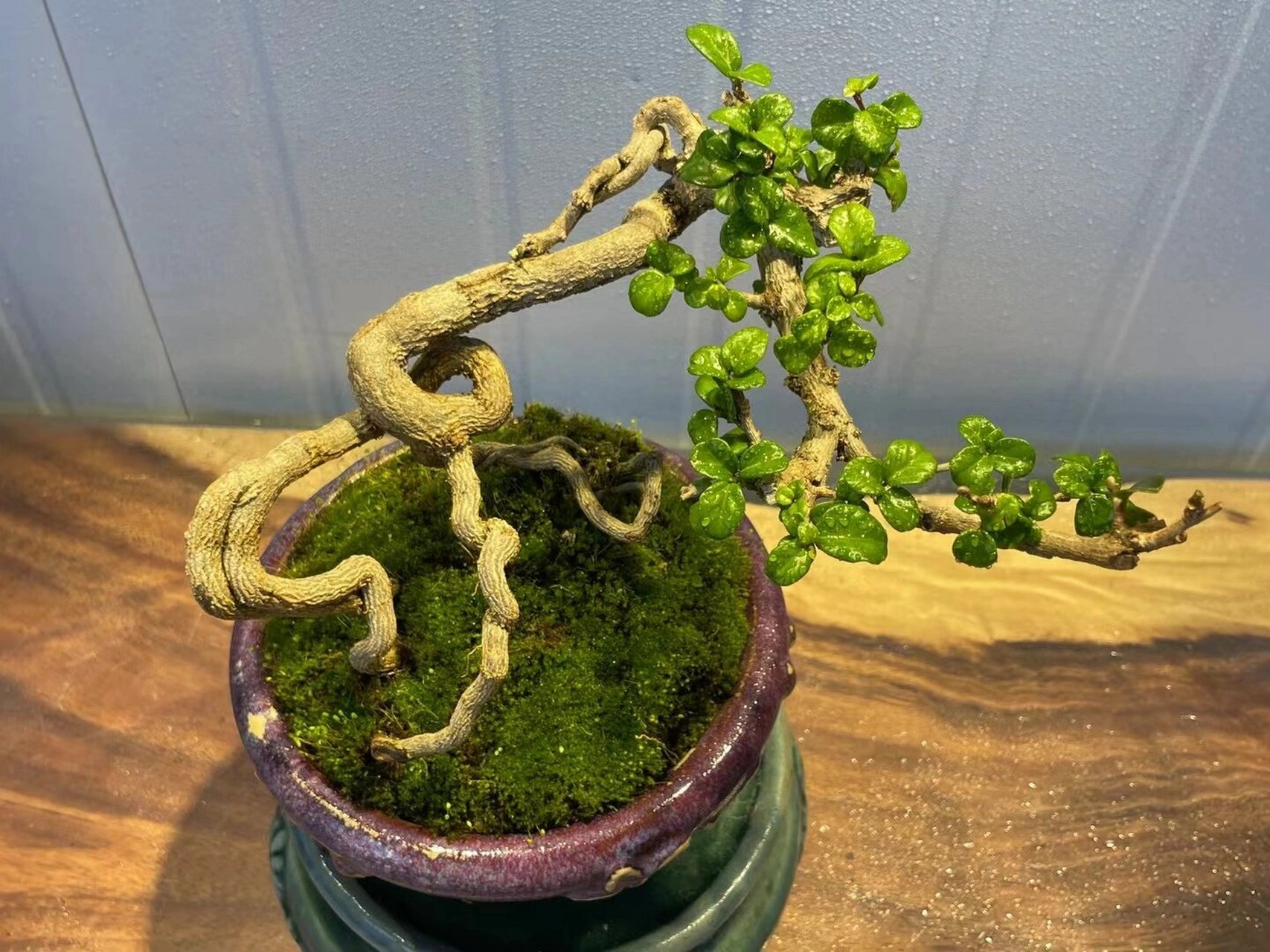 每日认识一种盆栽(1)海南博兰 一手托茶台小品:【78海南博兰00】