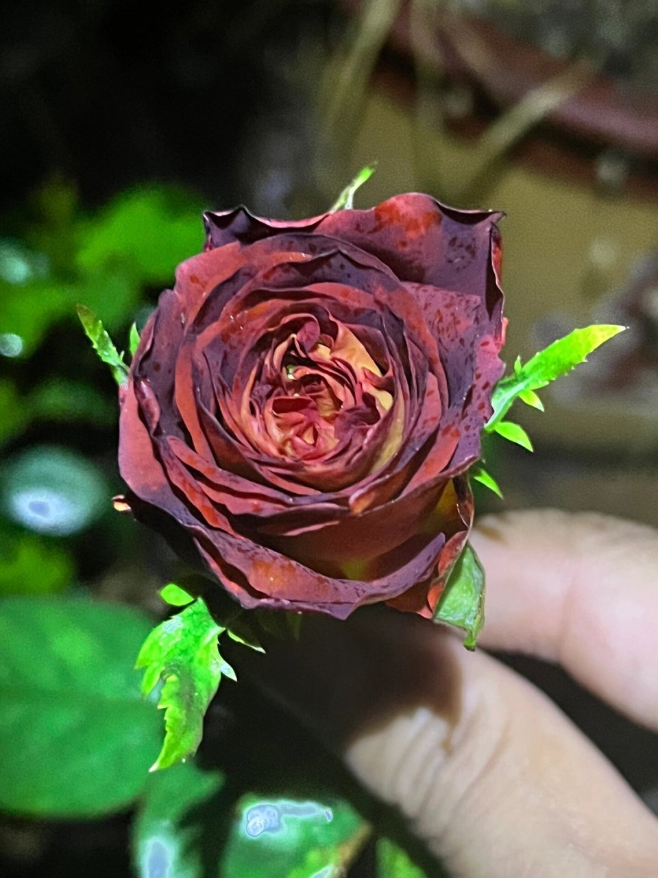 陨石月季95 陨石,进口切花品种,暂未查到原始名称.