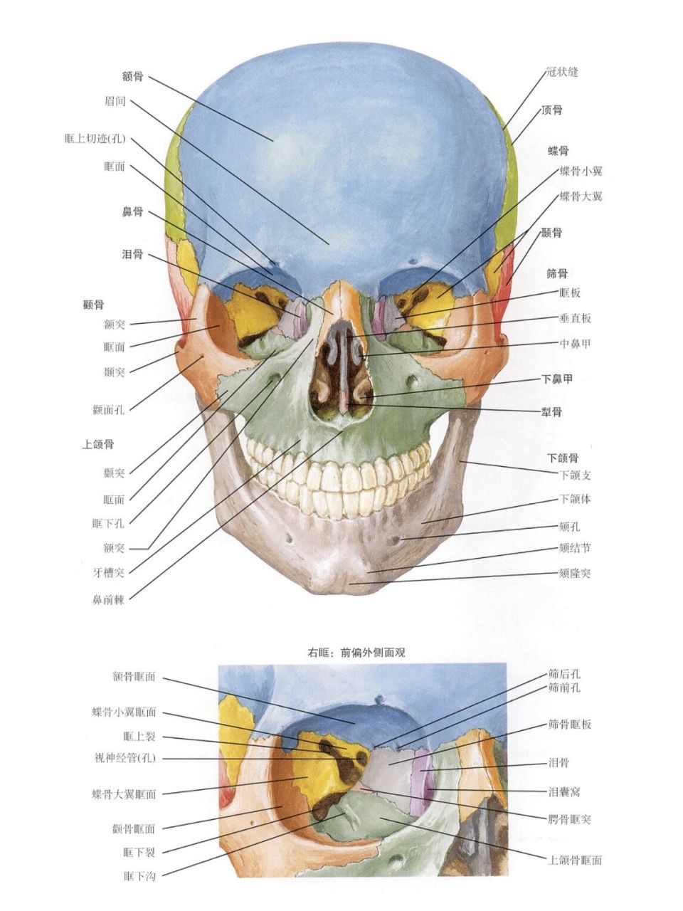 面部骨骼解剖图解大全图片