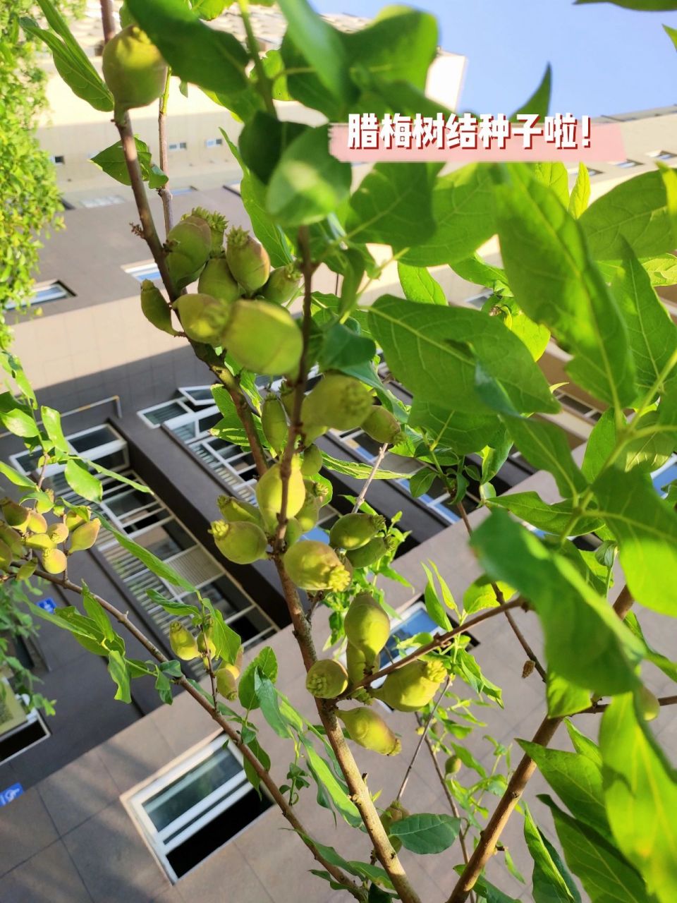 当年的腊梅花种子发芽率更高,只要泡一天一夜的水就可以种了,赶紧来种