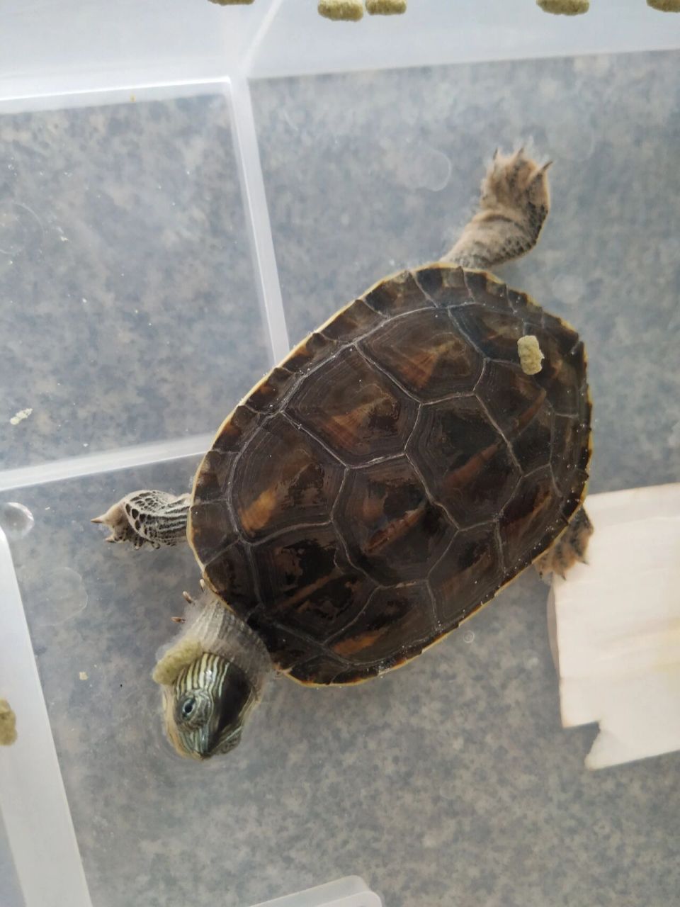 问下小红薯94们,乌龟四肢有白色的东西飘来飘去是什么来的?