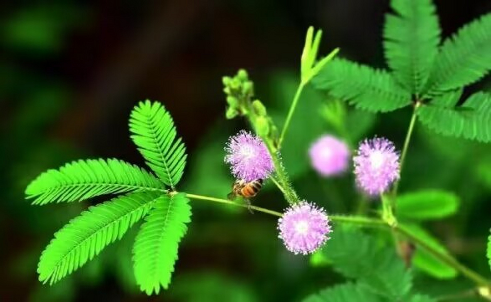 科普##涨知识# 为什么含羞草的叶片一碰就会合拢?