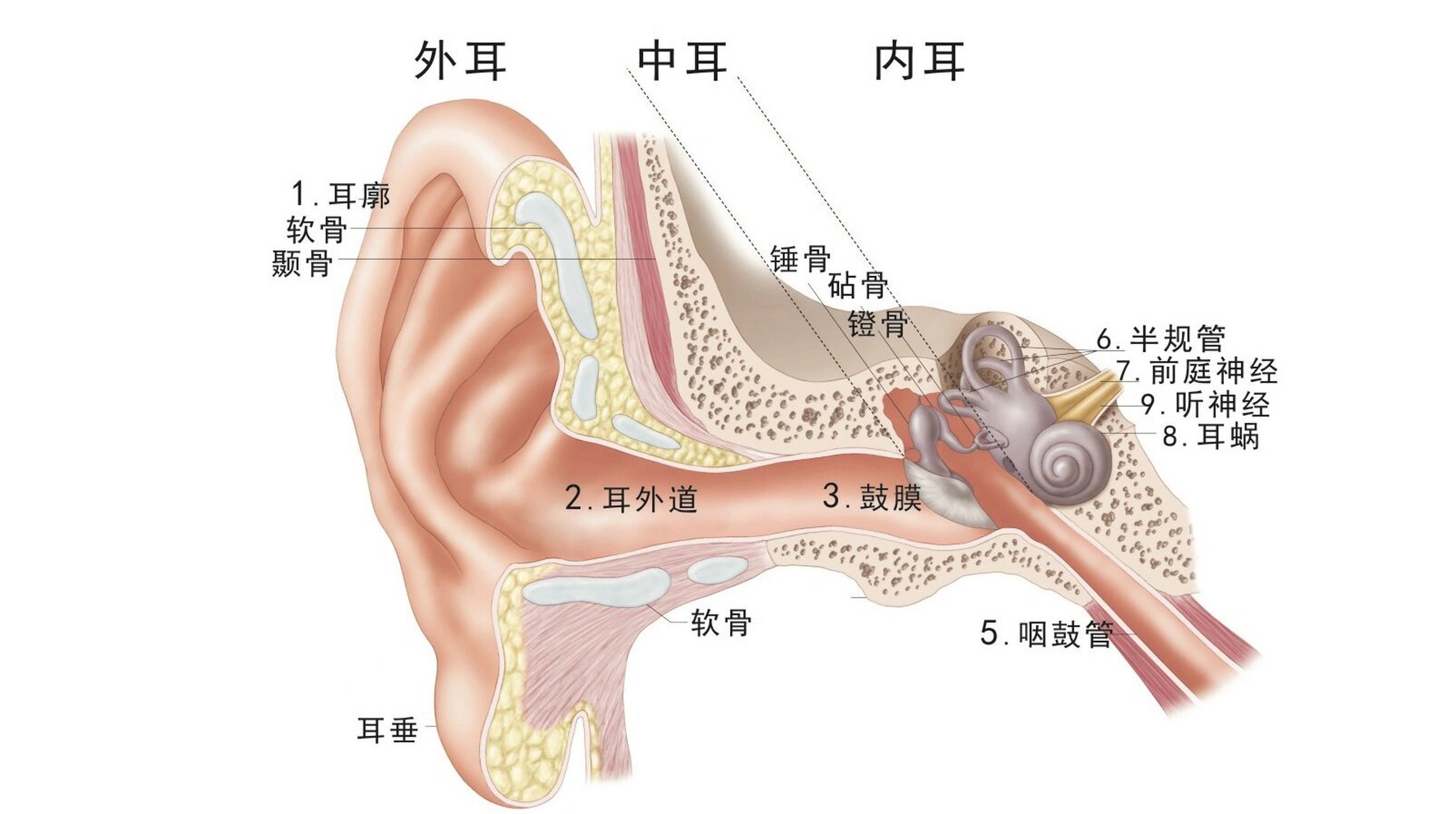 耳朵结构图高清图片