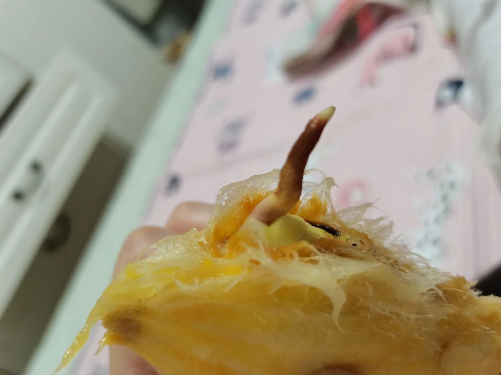 南方的朋友 芒果发芽了 吃了一半 有毒吗 如题