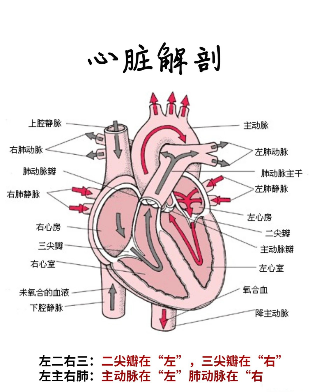 心脏解剖图0202 02心脏解剖图,可以收藏 血液在体内由静脉流入