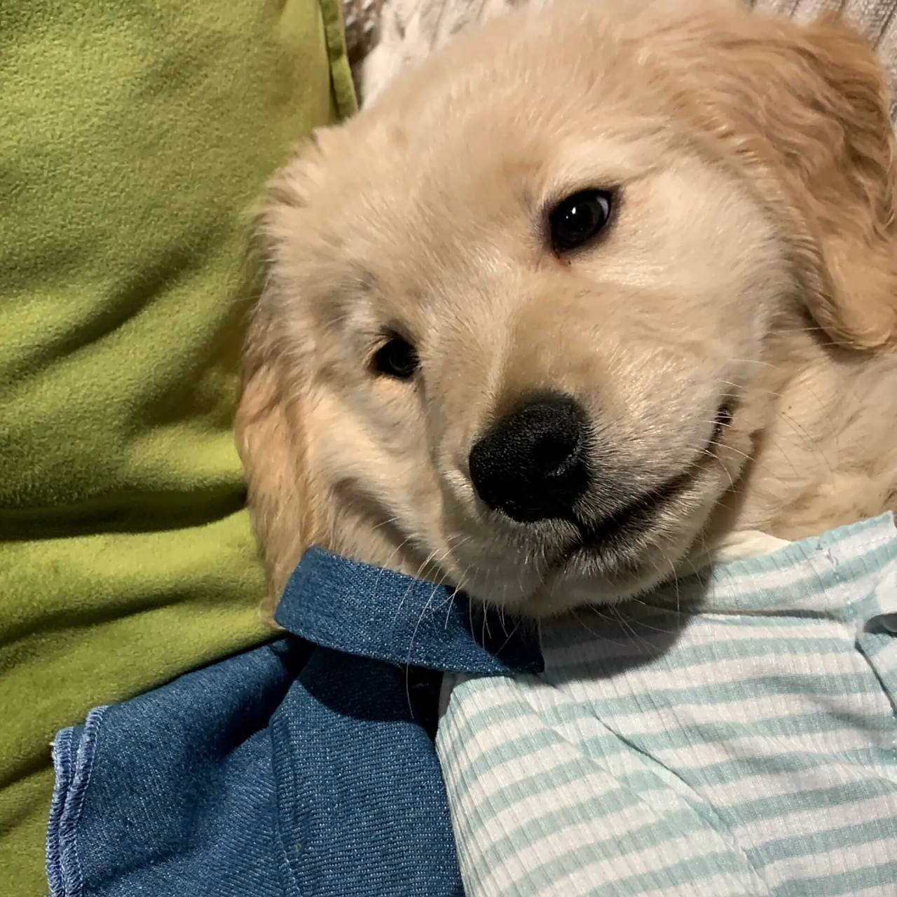 可爱小金毛头像来啦