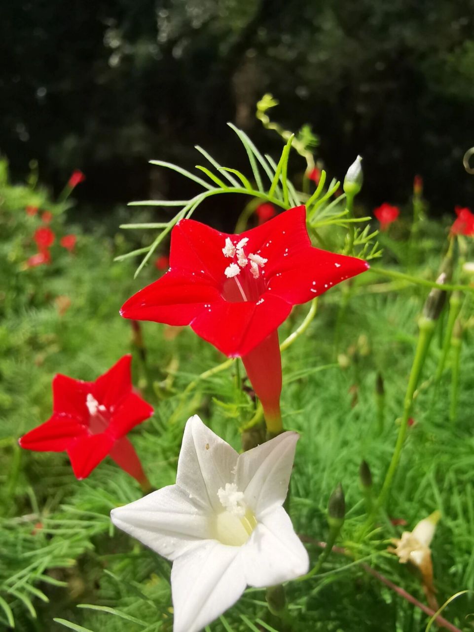 五角星花    中文名:茑萝(niǎo luó)松 拉丁学名:ipomoea quamoclit