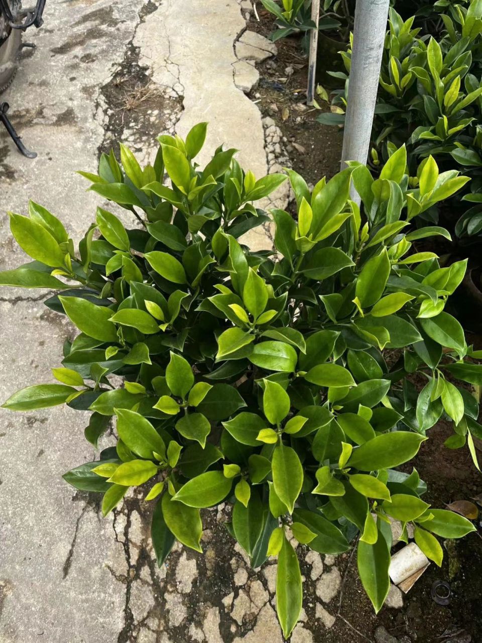 品种叫灰莉 品种叫灰莉 图片上面规格50-60公分高度,灌50-60公分(宽度