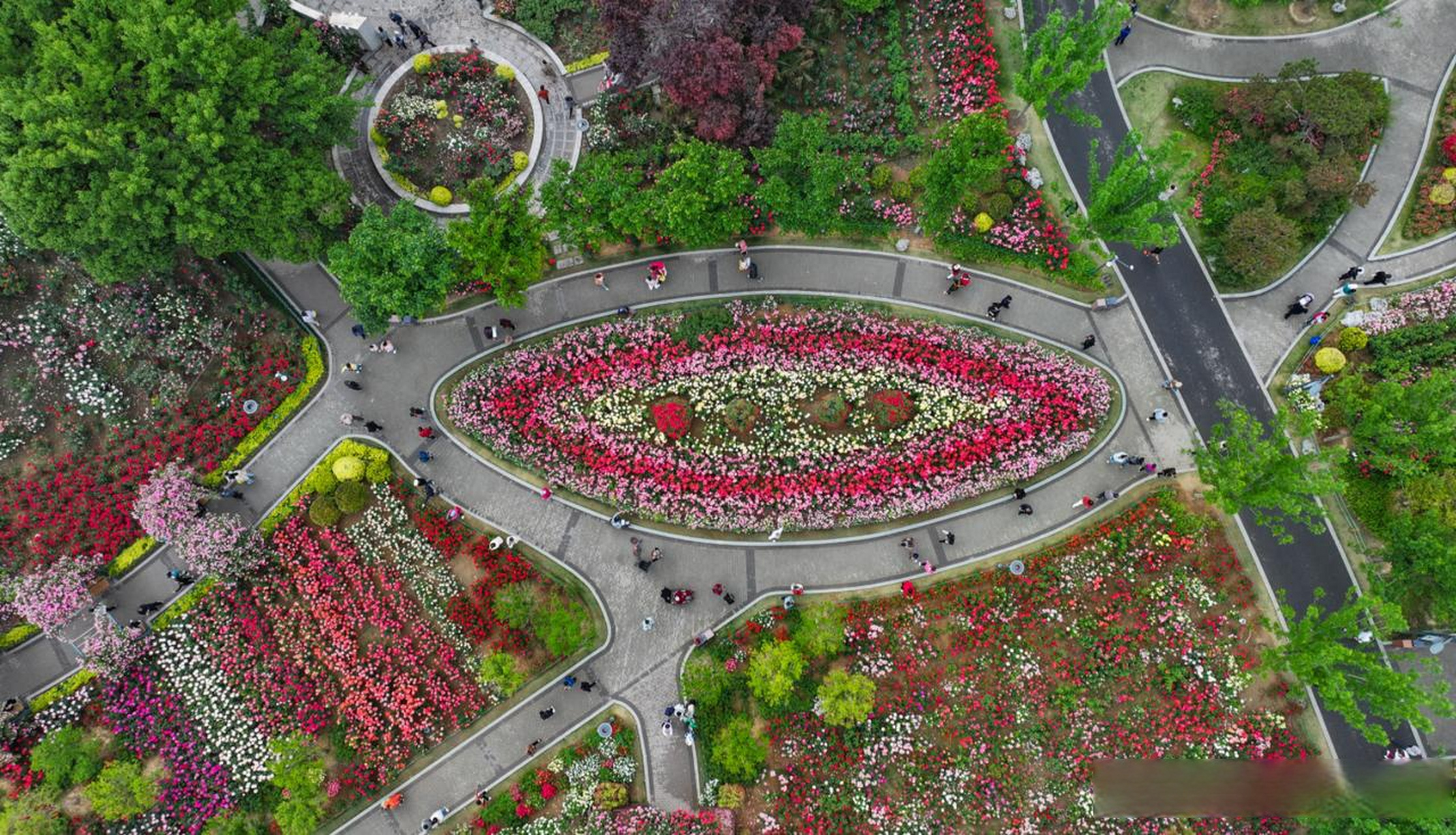 郑州独属的月季花展,来啦~  4月30日,郑州月季公园内繁花似锦,五彩