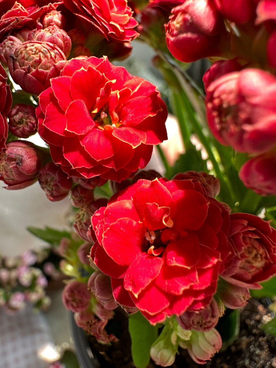 长寿花|火狐狸 火焰红丝绒 鲁比欧02    长寿花火狐狸02,长寿花