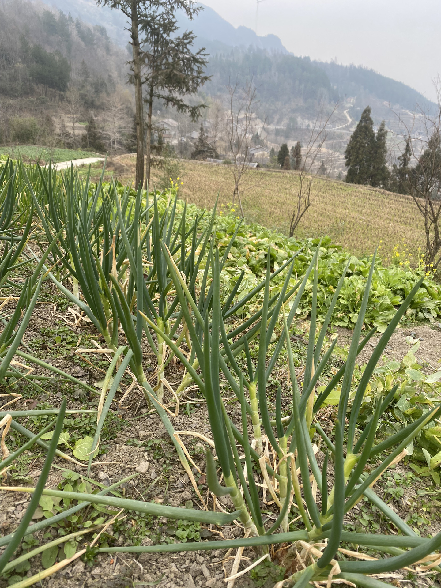南川油茶(绿茶熬溶压成汁,再烧成汤:接待贵宾里面加鸡蛋,瘦肉,麦块)