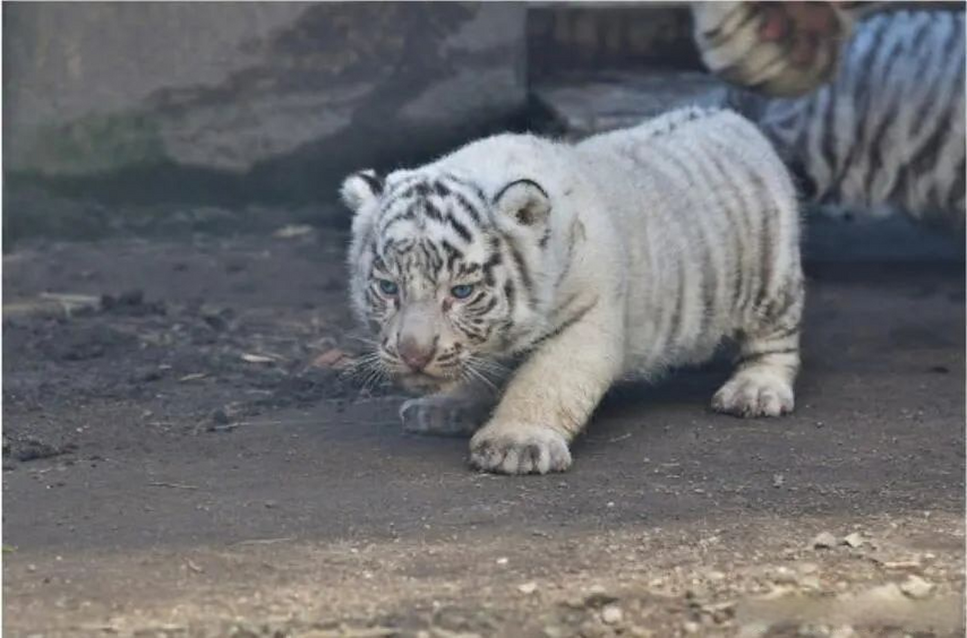 一些可爱的小脑斧,给大家减压