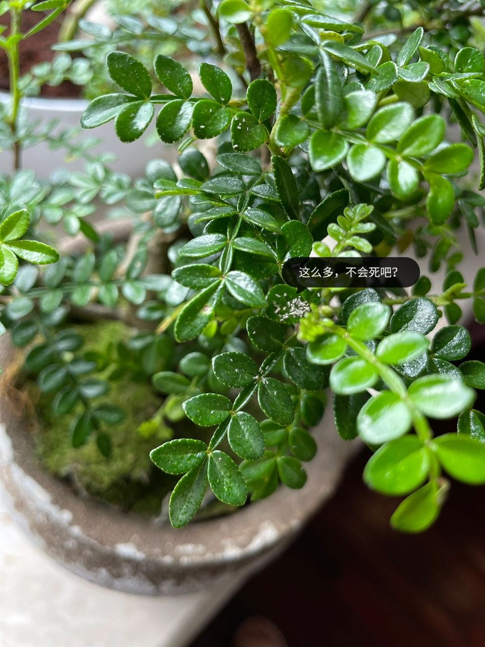 清香木长了好多白虫 造型蛮好的清香木,一觉醒来,长了好多白虫,不会死