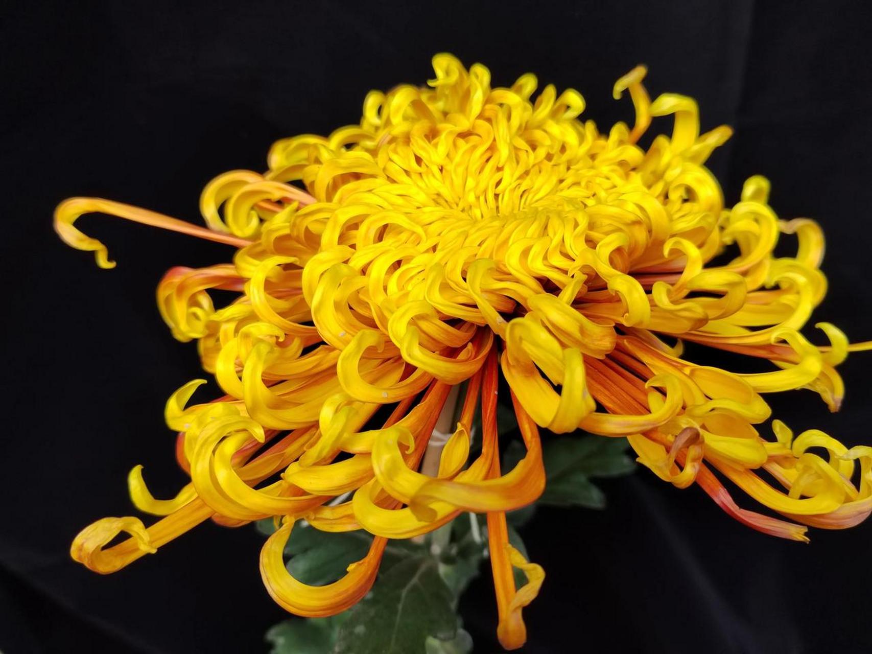 凤凰振羽属于大花品种