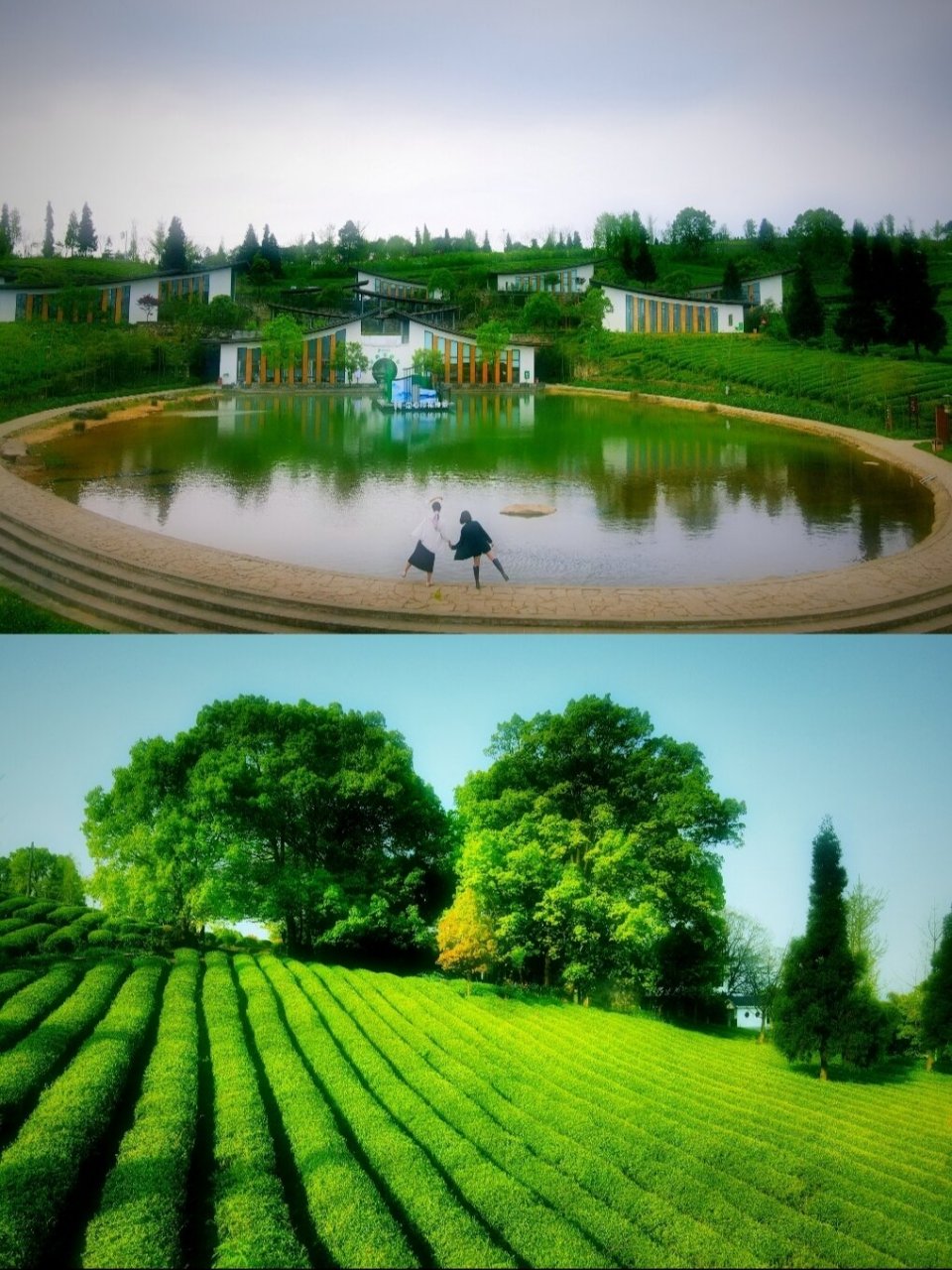 重庆拍照 | 巴南定心茶园,藏在山野里的诗 茶山,首先想到的是情歌,是
