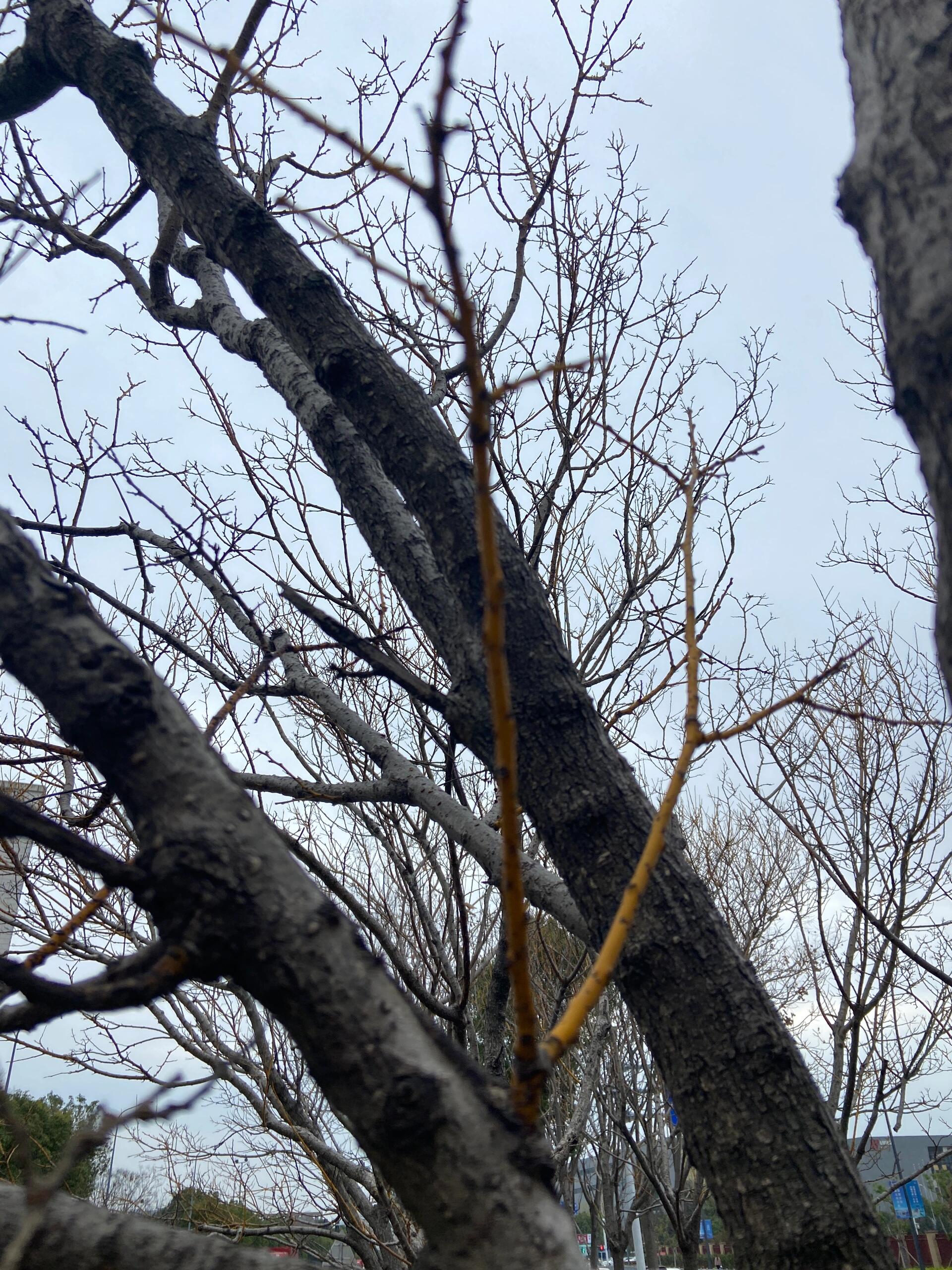 植物认知笔记-"金枝槐/金枝国槐",38 金枝槐(jīn zhī huái) 俗名