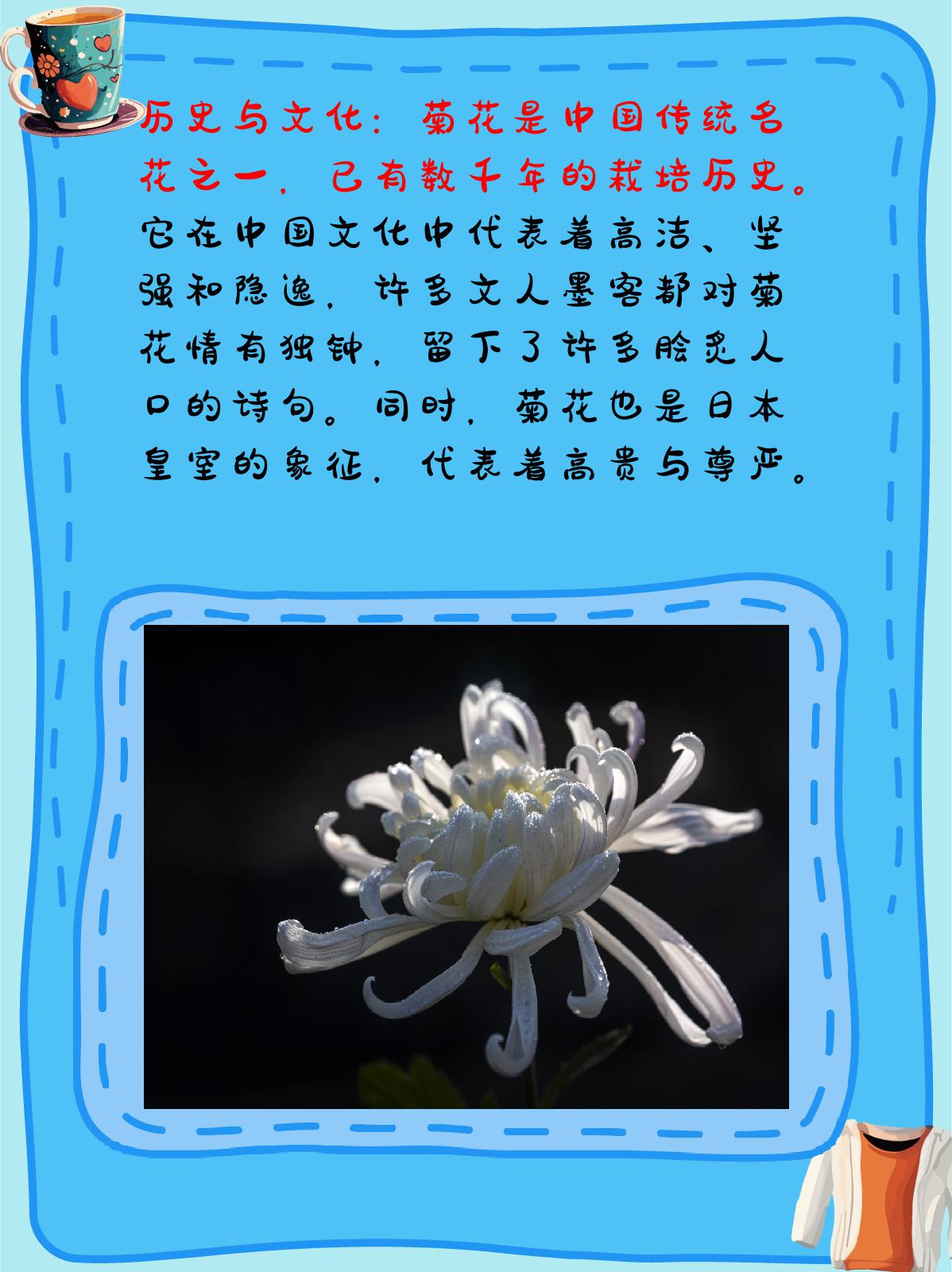 菊花的详细资料介绍