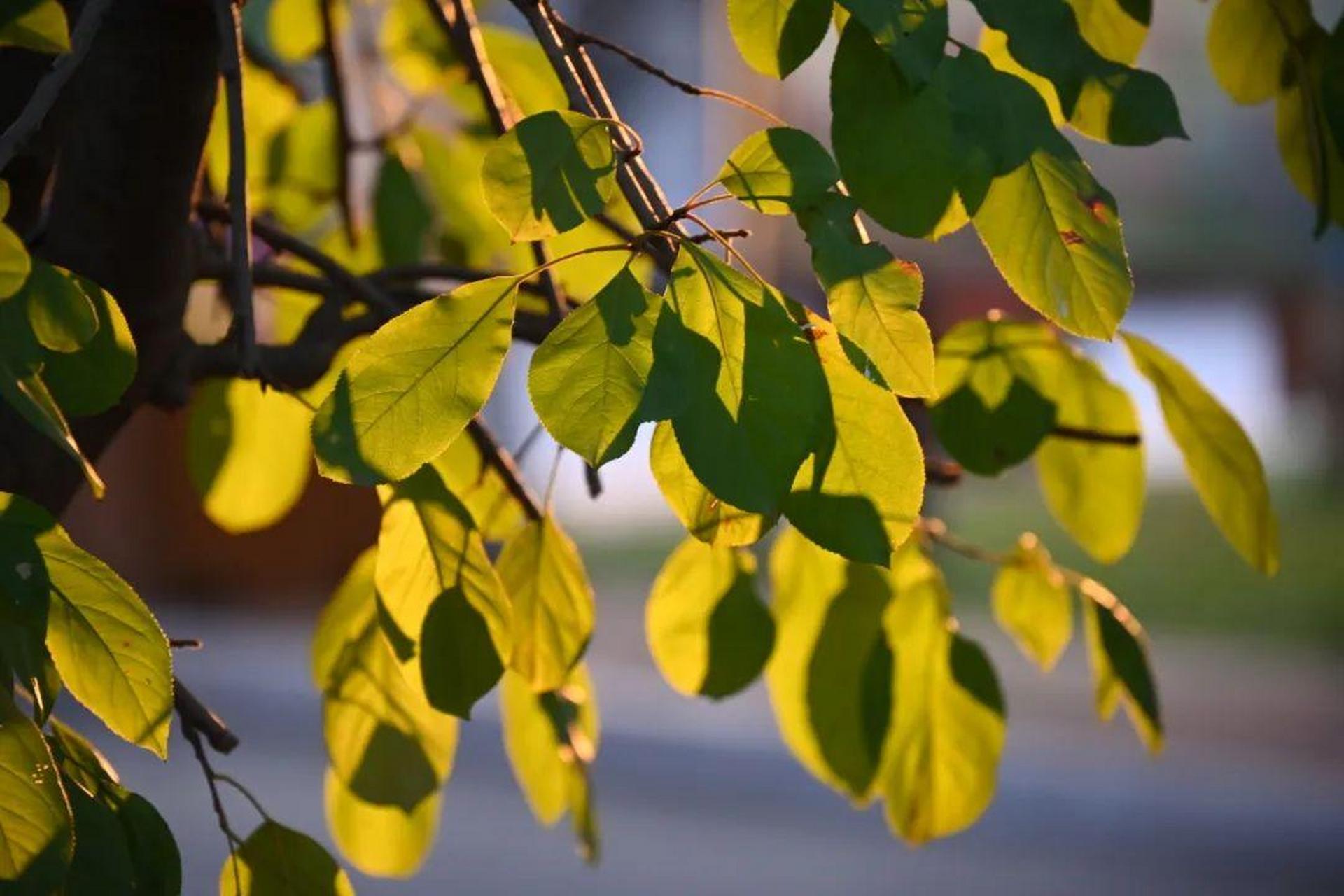 山东省实验的秋着实燃情 时间在校园结了果  秋风为它上了色  在这个