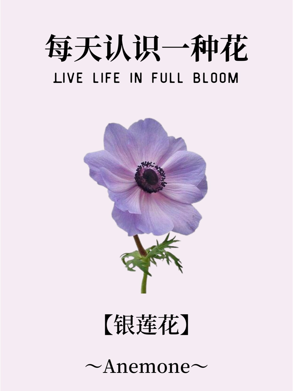 白色银莲花花语图片