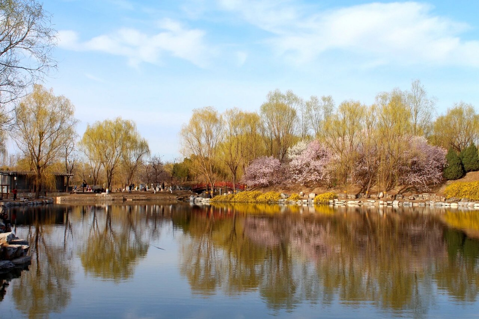 武陵春色 看山桃还得是圆明园,人少园子大.