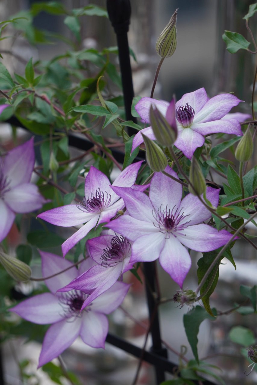 铁线莲"乌托邦"好爱开花,养它! 每天早上都忍不住拍一张 一睁眼就要出