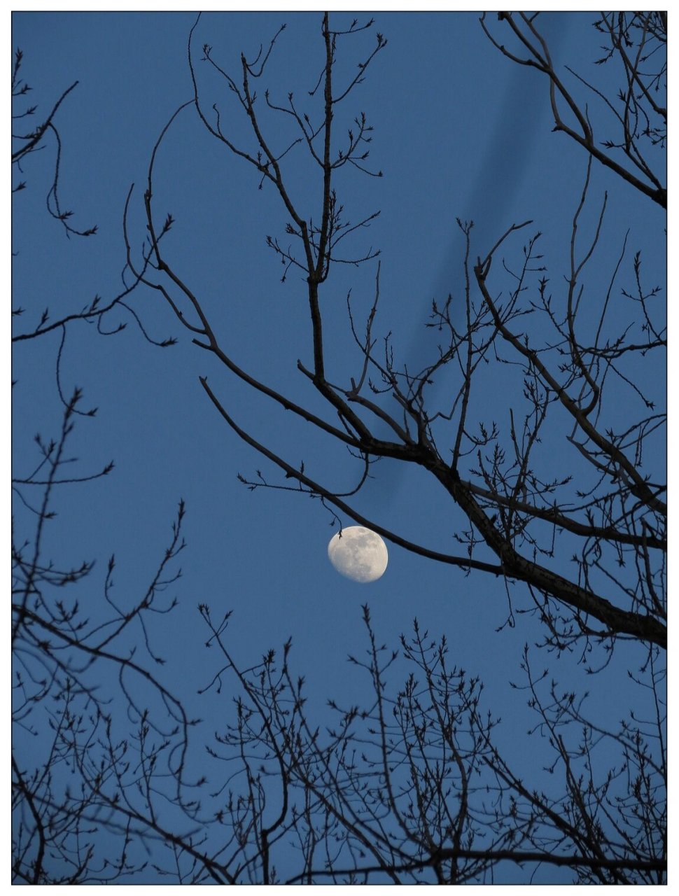 《残月》—顾城童话诗选 云浆散去了, 风尘落下了, 月亮将半个脸挂在