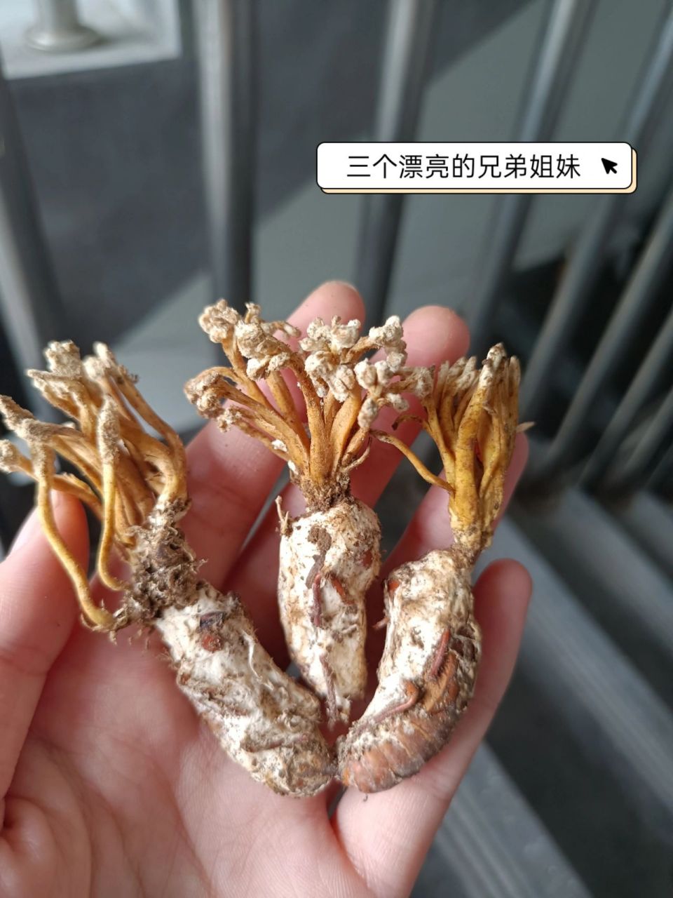 金蝉花的自我介绍来了～ 金蝉花又叫大虫草是蝉花的一类,为苦竹蝉感染