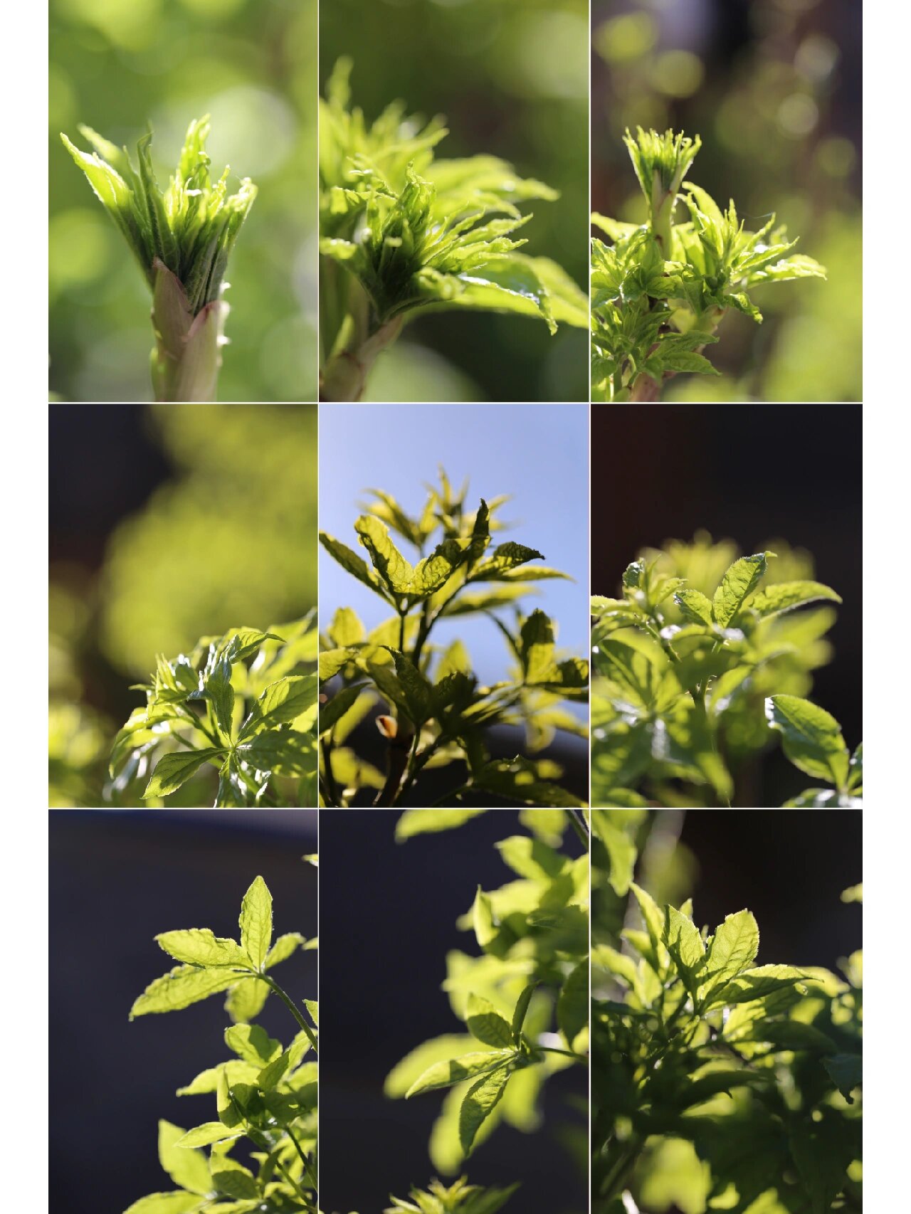 摄影日常 | 刺五加 97 妈妈菜园子里的刺五加,这几天已经长出嫩芽来