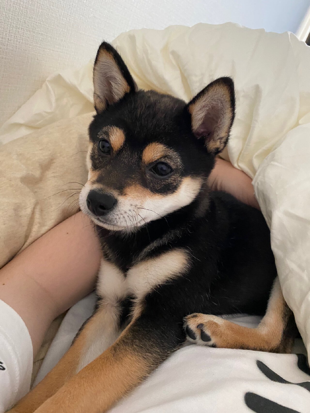 记录4个月小豆柴尴尬期的丑照 脸越来越尖, 显得耳朵越来越大, 背影很