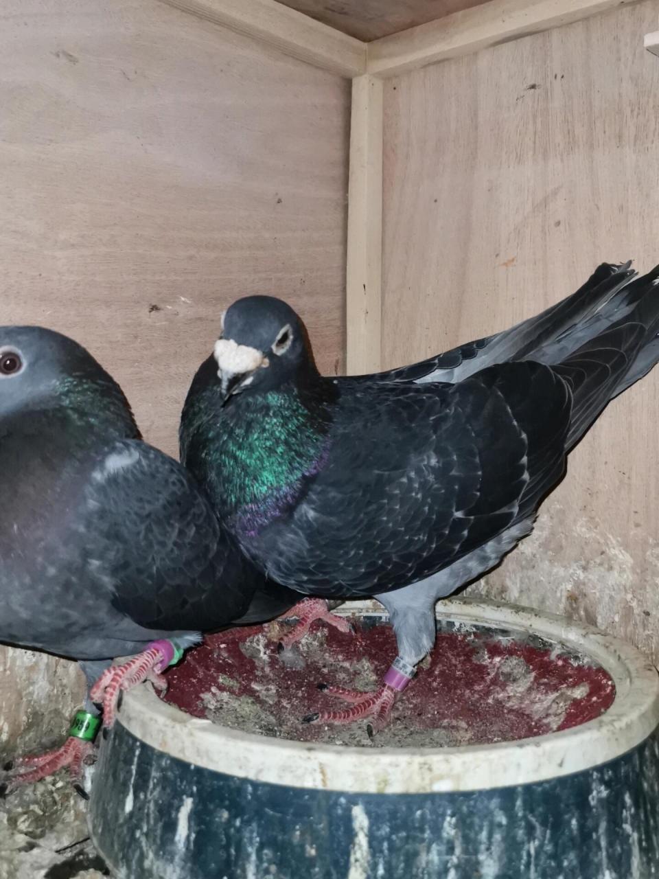 小红书祝我生日快乐啦# 中国超远程赛鸽在短平快的赛制中还有意义吗?