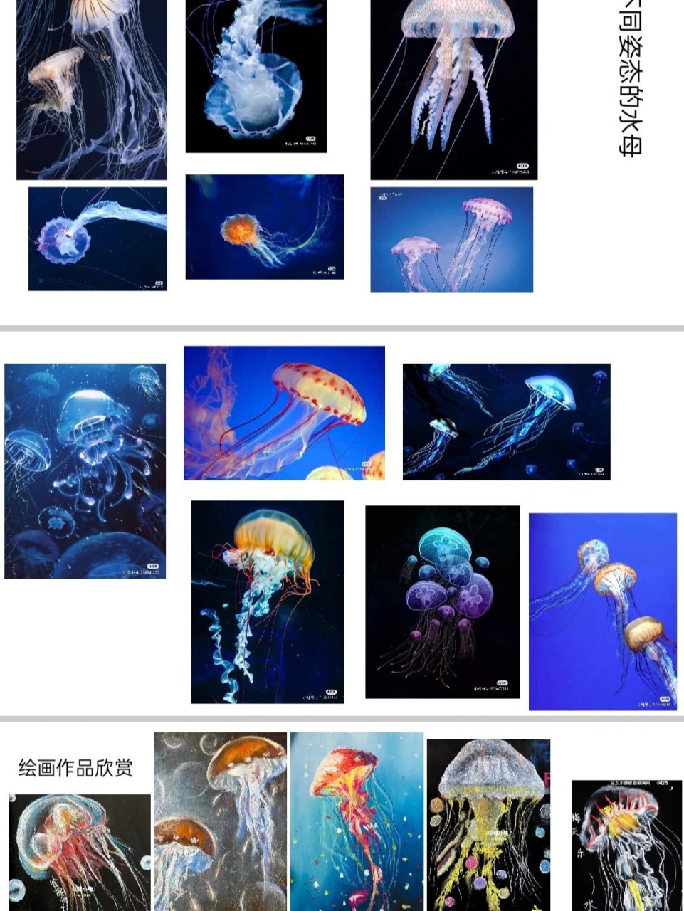 幼儿绘画课件《水母》