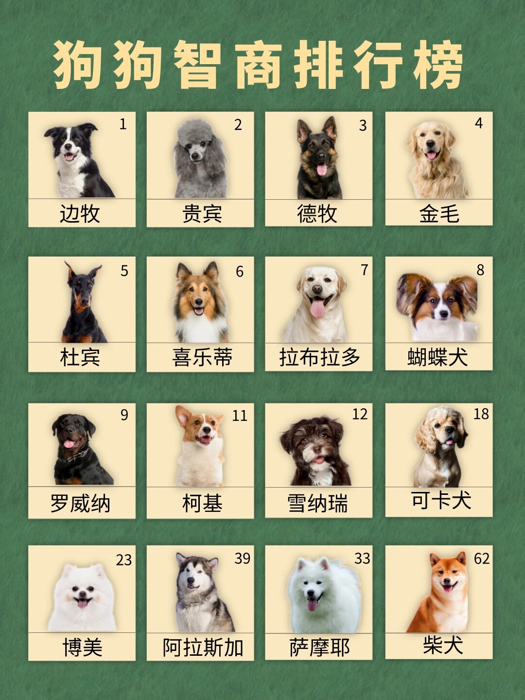 狗狗智商排行榜95快来看你家狗狗排第几