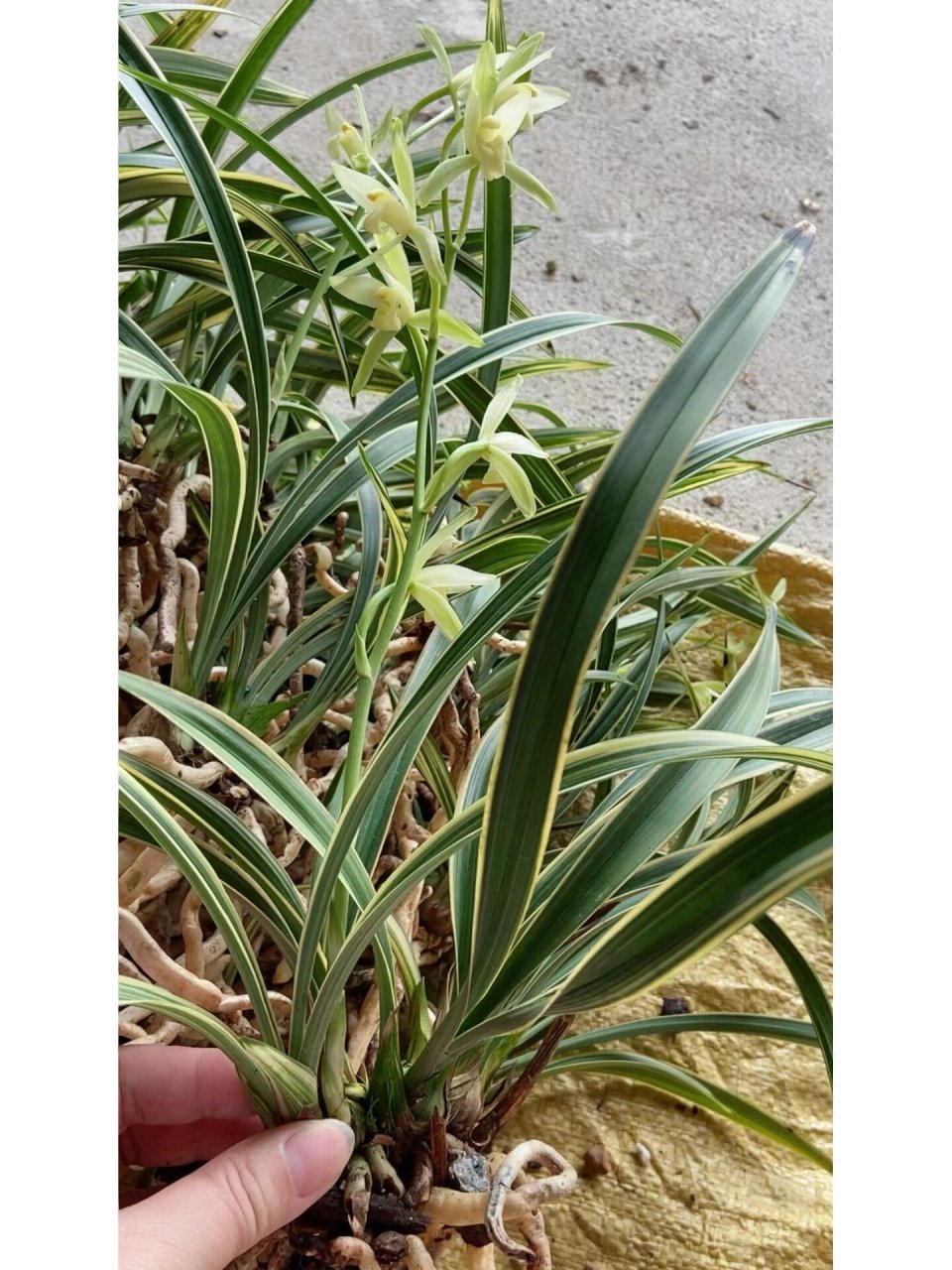 峨眉雪 建兰中非常著名的珍品 #养花# #兰花# #00【峨眉雪】