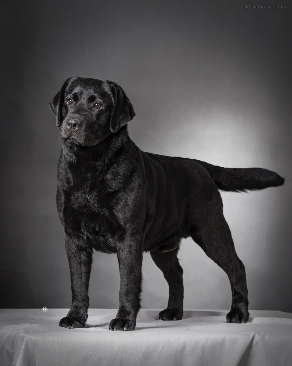 纯种血统拉布拉多寻回猎犬 欧洲引进,六国冠军,超级冠军,世界冠军