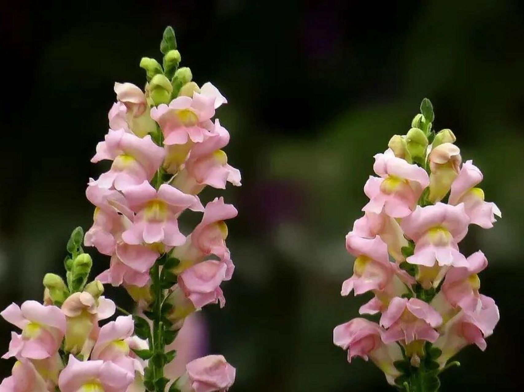 金鱼草完全种植手册 97别称 洋彩雀  龙头花  龙口花  狮子花 97