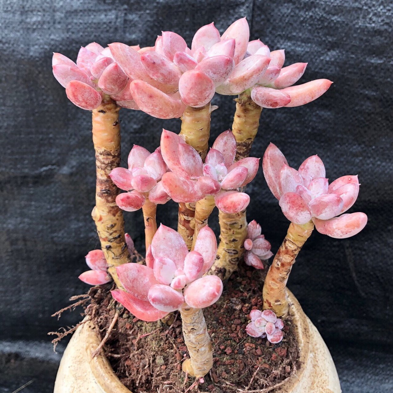 墨西哥美人多肉植物 墨西哥美人多肉植物老桩子,已经养了5年以后,美不