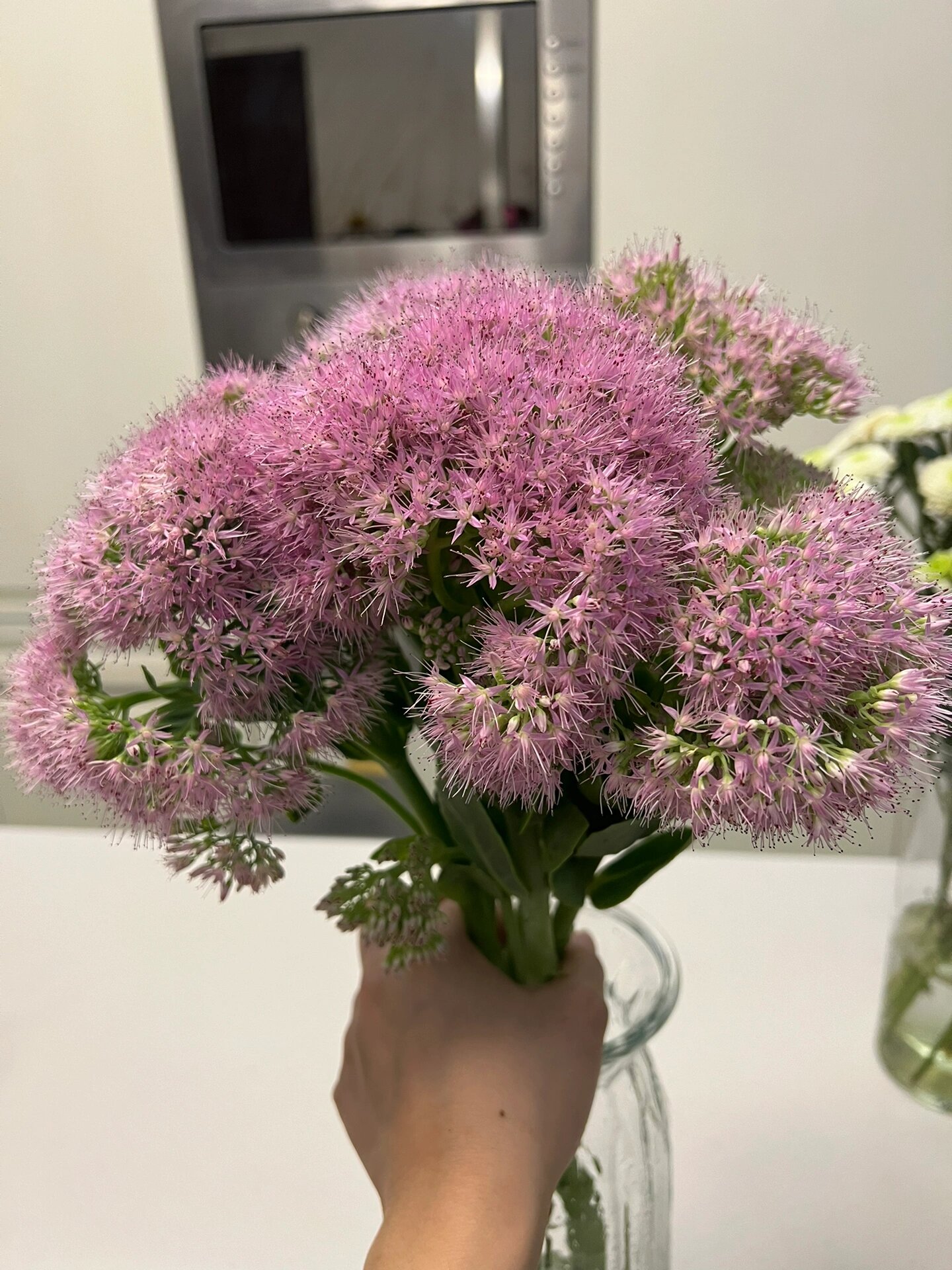 景天花毛茸茸的小花瓣,非常好养.夏天花期也不短没养过的姐妹可以试试